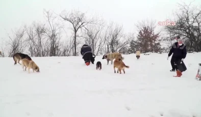 Osmangazi Belediye Başkan Yardımcısı: Sokak köpeklerinin uyutulmasına karşıyız